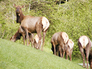 Elk Herd