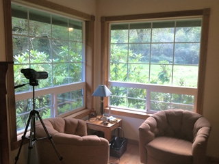 Window